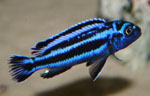 Melanochromis maingano