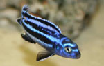 Melanochromis maingano