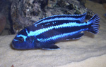 Melanochromis maingano