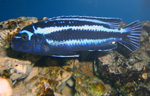 Melanochromis maingano