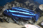 Melanochromis maingano
