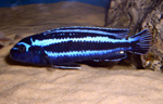 Melanochromis maingano