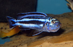 Melanochromis maingano