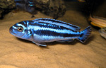 Melanochromis maingano