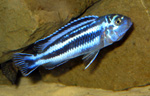 Melanochromis maingano