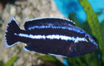 Melanochromis parallelus