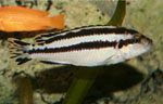 Melanochromis parallelus