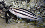 Melanochromis parallelus