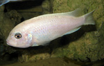 Pseudotropheus callainos