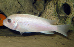 Pseudotropheus_callainos_ WhitePearl_02