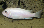 Pseudotropheus_callainos_ WhitePearl_03