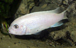 Pseudotropheus_callainos_ WhitePearl_05