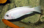 Pseudotropheus_callainos_ WhitePearl_06