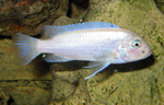 Pseudotropheus_callainos_ WhitePearl_07