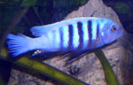 Pseudotropheus_kingsizei_M_01_klein.jpg