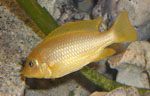 Pseudotropheus membe deep