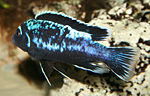 Pseudotropheus msobo magunga