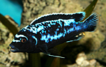 Pseudotropheus msobo magunga