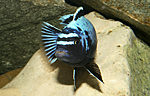 Pseudotropheus msobo magunga