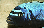 Pseudotropheus msobo magunga