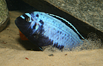 Pseudotropheus msobo magunga