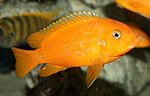 Pseudotropheus msobo magunga