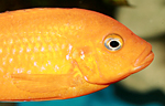 Pseudotropheus msobo magunga