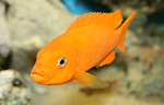 Pseudotropheus msobo magunga