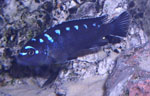 Pseudotropheus elongatus Neon Spot Ruarwe