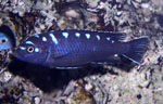 Pseudotropheus elongatus Neon Spot Ruarwe