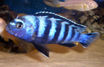 Pseudotropheus saulosi