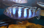 Pseudotropheus saulosi