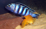 Pseudotropheus saulosi