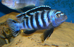 Melanochromis parallelus