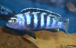 Pseudotropheus saulosi