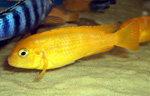 Pseudotropheus saulosi