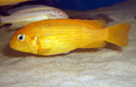 Pseudotropheus saulosi