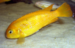 Pseudotropheus saulosi