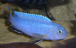 Pseudotropheus socolofi Tumbi Point