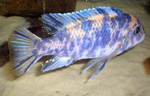 Pseudotropheus zebra OB