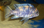 Pseudotropheus zebra OB