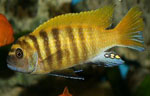 Pseudotropheus zebra gold