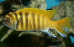 Pseudotropheus zebra gold