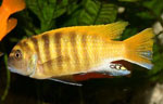 Pseudotropheus zebra gold