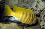 Pseudotropheus zebra gold