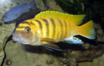 Pseudotropheus zebra gold