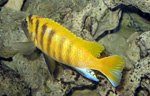 Pseudotropheus zebra gold