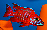 Aulonocara red rubin chipokae red